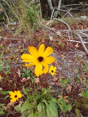 Coreopsis leavenworthii