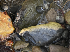 Tegula gallina