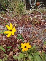 Coreopsis leavenworthii