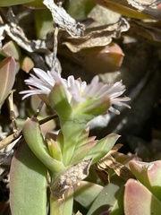Delosperma guthriei