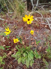 Coreopsis leavenworthii