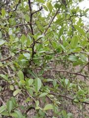 Condalia buxifolia