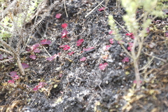 Oxalis commutata