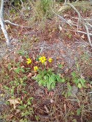Coreopsis leavenworthii