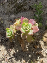 Aeonium arboreum