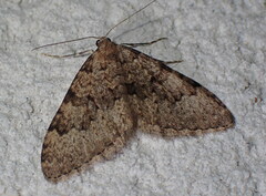 Nebula ibericata