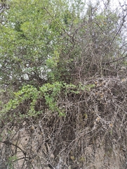 Condalia buxifolia