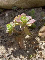 Aeonium arboreum