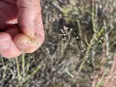 Hypertelis umbellata