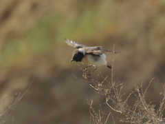 Oenanthe melanoleuca