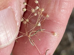 Hypertelis umbellata