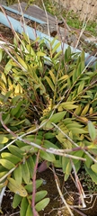 Epidendrum secundum