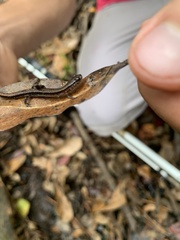 Eurycea quadridigitata