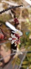 Epidendrum secundum