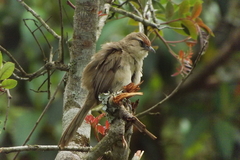 Phacellodomus rufifrons