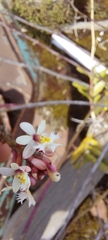 Epidendrum secundum