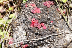 Oxalis commutata