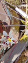 Epidendrum secundum