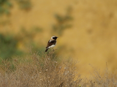 Oenanthe melanoleuca