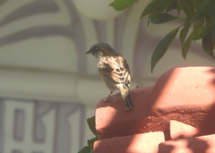 Passer domesticus