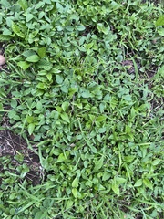 Calyptocarpus vialis