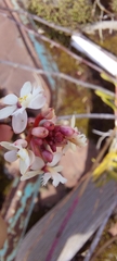 Epidendrum secundum