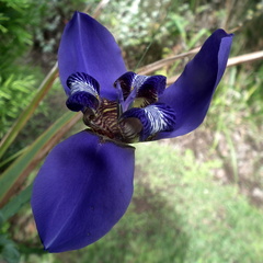 Trimezia coerulea
