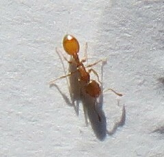 Myrmicinae