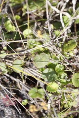 Centella eriantha