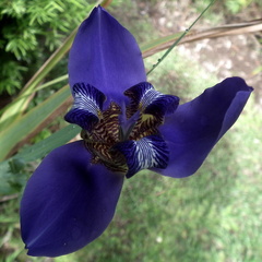 Trimezia coerulea