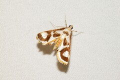 Strepsinoma croesusalis