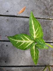 Syngonium