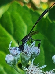 Gasteruption jaculator