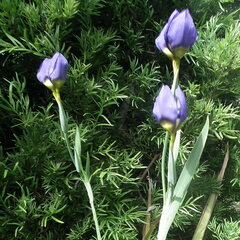 Trimezia coerulea