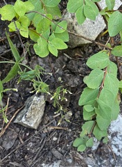 Symphoricarpos rotundifolius