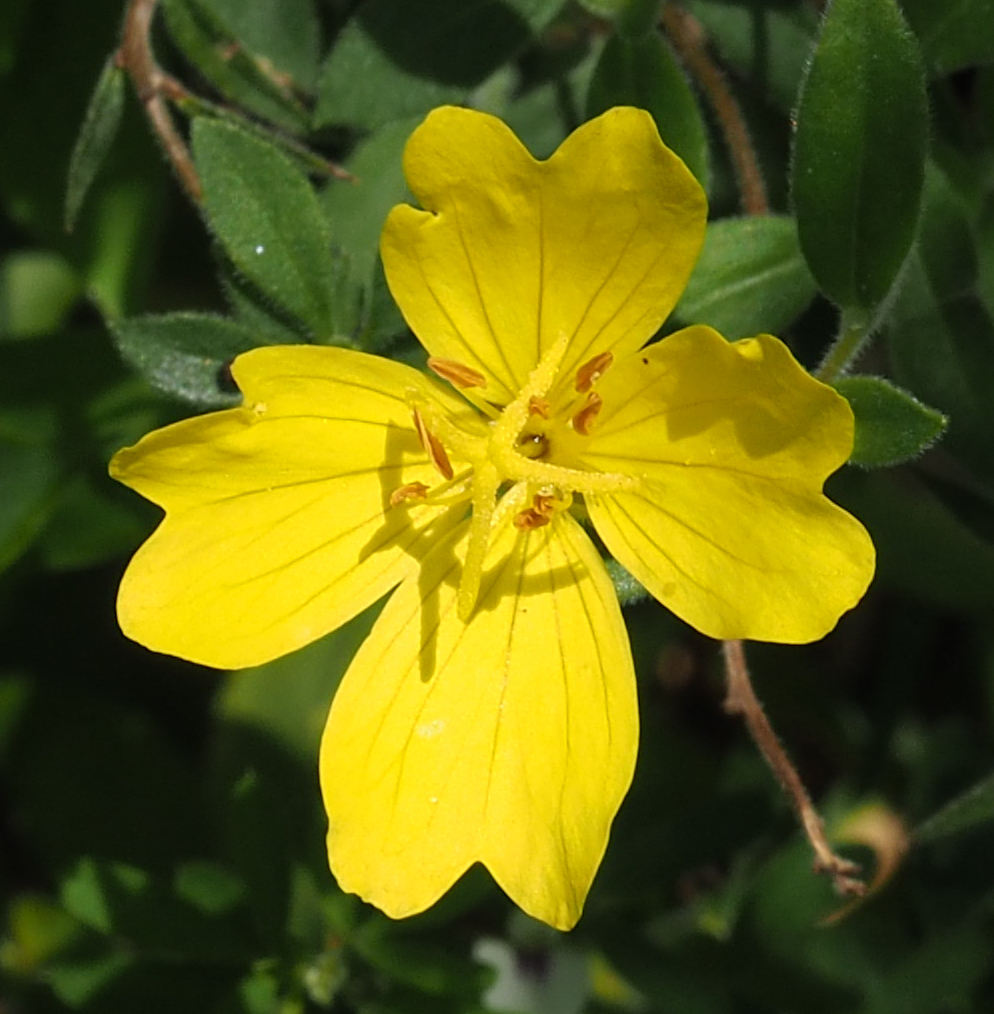 narrow-leaved sundrops from Occoquan Bay National Wildlife Refuge ...