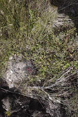 Centella eriantha