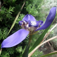 Trimezia coerulea