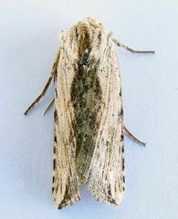 Hypotrix diplogramma