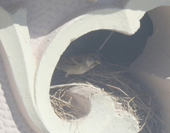 Passer domesticus
