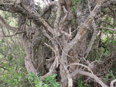 Forestiera