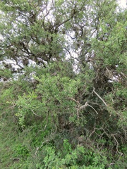 Forestiera