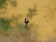 Oenanthe melanoleuca