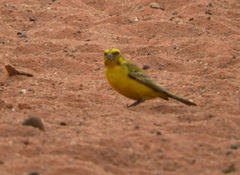 Crithagra flaviventris