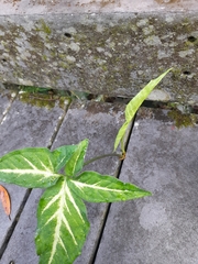 Syngonium