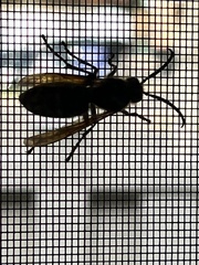 Vespinae