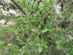 Forestiera