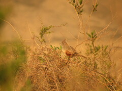 Rhinocrypta lanceolata