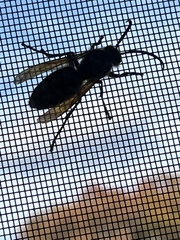 Vespinae