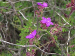 Mirabilis viscosa